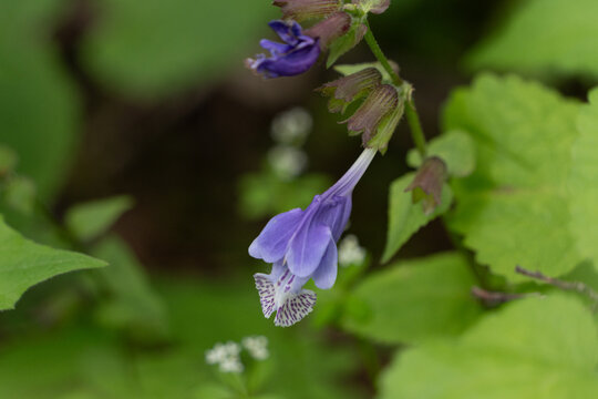 Purple bell-shaped wildflower in forest, Japan