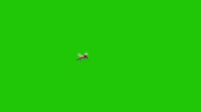 Single Mosquito Flying on Green Screen Background &ndash; Isolated Insect for Chroma Key and Visual Effects