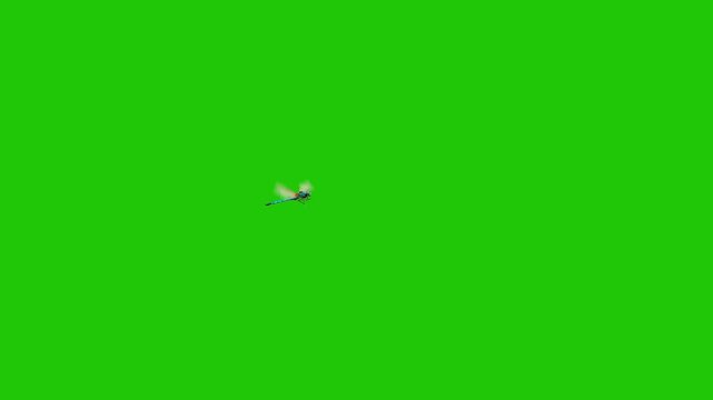 Single Dragonfly Flying on Green Screen Background &ndash; Isolated Insect for Chroma Key and Visual Effects