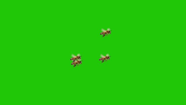 Multiple Honey Bees Flying on Green Screen Background &ndash; Swarm of Bees Isolated for Chroma Key and Visual Effects