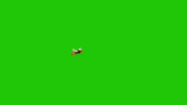 Single Hornet Flying on Green Screen Background &ndash; Isolated Wasp Insect for Chroma Key and Visual Effects