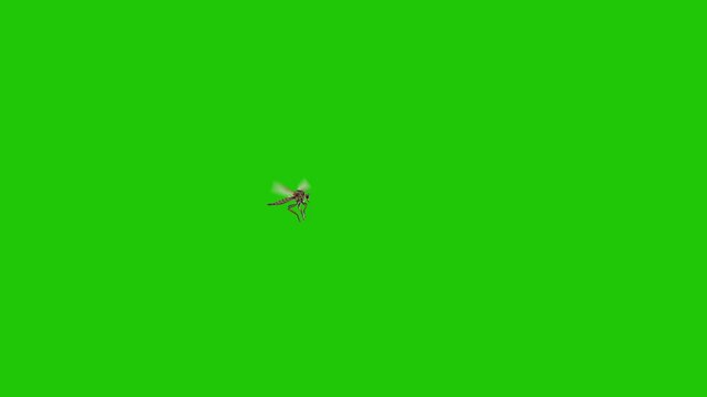 Single Mosquito Flying on Green Screen Background &ndash; Isolated Insect for Chroma Key and Visual Effects