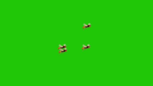Multiple Hornets Flying on Green Screen Background &ndash; Swarm of Wasps Isolated for Chroma Key and Visual Effects