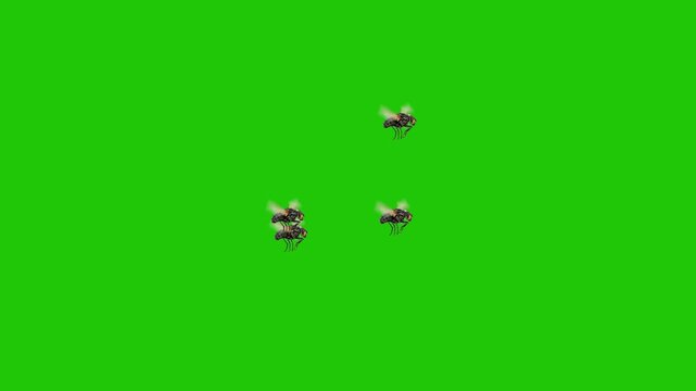 Multiple House Flies Flying on Green Screen Background &ndash; Isolated Insect Swarm for Chroma Key and Visual Effects
