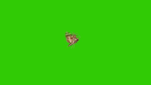 Brown Butterfly Flying on Green Screen Background &ndash; Isolated Insect for Chroma Key and Visual Effects