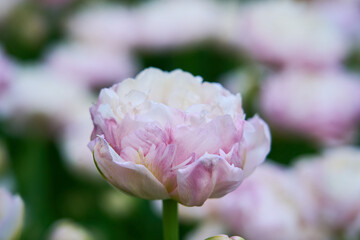 Fototapeta premium Soft Pink Tulip Close Up in Bloom with Smooth Bokeh Background, Spring Floral Macro