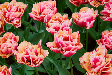 Obraz premium Blooming Pink Tulips in Sunny Spring Garden, Vibrant Floral Field Background