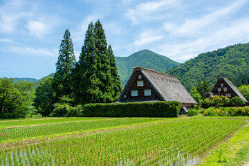 世界遺産　白川郷合掌造り集落　初夏 © Hiro074