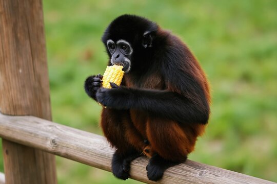 Black-headed spider monkey sits on wooden railing eating yellow corn. Primate has black fur on head and limbs with reddish brown body fur. Animal holds cob with hands chewing kernels.