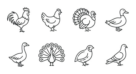8 Farm Animals linear icon set rooster chicken turkey duck goose peacock quail pigeon, UI and web interface design © Bundleprohub