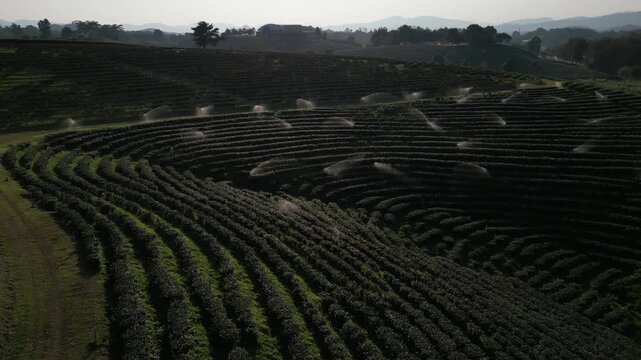 Aerial view of terraced tea plantation rows with active water sprinklers on rolling hills in Chiang Mai, Chiang Mai, Thailand.