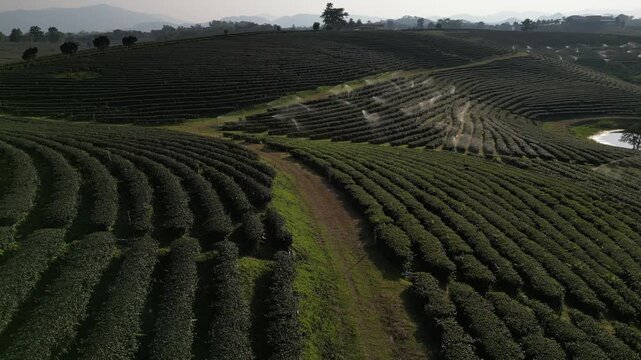 Aerial view of lush green terraced tea plantation fields with a winding dirt path and rolling hills under a soft morning light in Chiang Mai, Chiang Mai, Thailand.