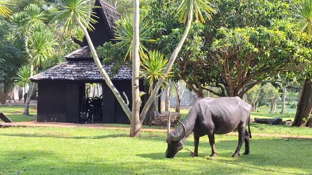 A domestic buffalo grazing peacefully in a lush green garden setting in the countryside.