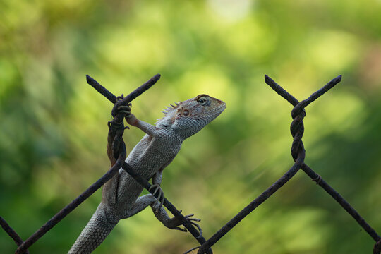 Macro shot of an oriental garden lizard climbing on a rusty wire mesh fence against a soft blurry green nature background