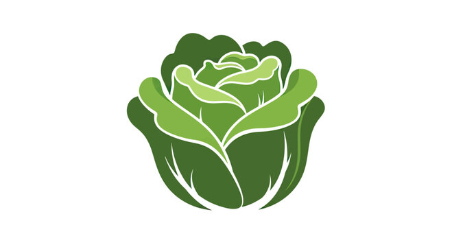 Green lettuce head illustration with detailed leaves.