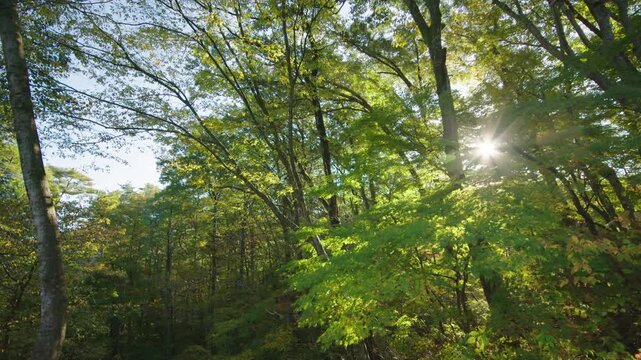 紅葉の名所 秋の鳴子峡の風景　Autumn scenery of Naruko Gorge, a famous spot for autumn foliage.