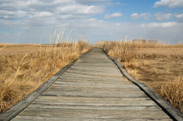 Obraz premium A wooden boardwalk path through a grassy marsh at Bombay Hook National Wildlife Refuge