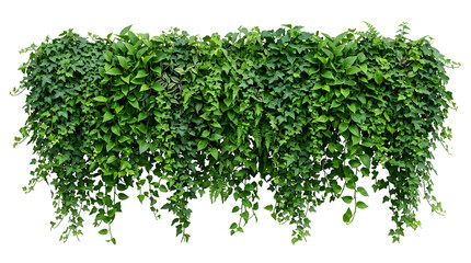 Obraz premium Ivy lush green leaves hanging wall effect dense natural, isolated on transparent background