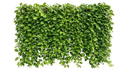 Obraz premium Pothos plant wall with lush green leaves forming a dense tropical vertical garden, isolated on transparent background