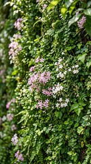 Obraz premium Blooming lilac flowers on dense vertical garden wall with lush green foliage