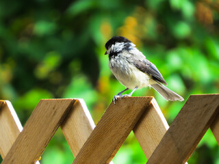 black-capped chickadee sitting on a fence © Kenzie