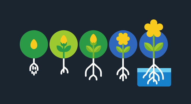 Plant Growth Stages from Seed to Blooming Flower.