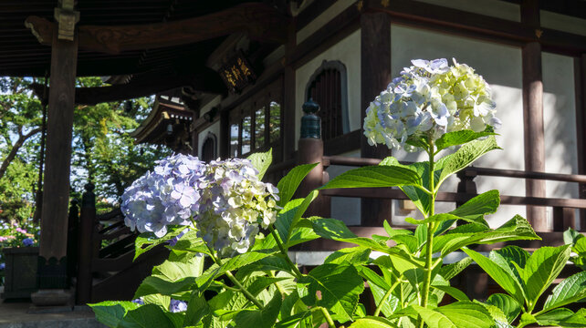 寺院とアジサイ