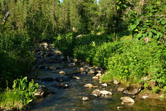 A small stream flows down from the mountains through a dense coniferous forest in the shadow of the setting sun on a sunny summer evening.