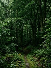 Obraz premium Narrow Mossy Footpath Disappearing into Dark Dense Deciduous Forest Canopy Tunnel