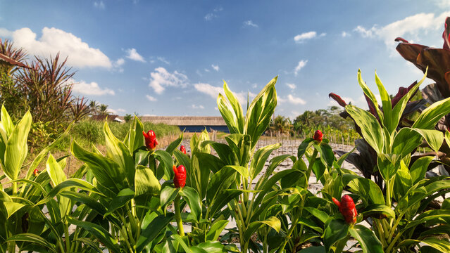 Red button ginger flowers blooming in rural field under a bright blue sky with clouds