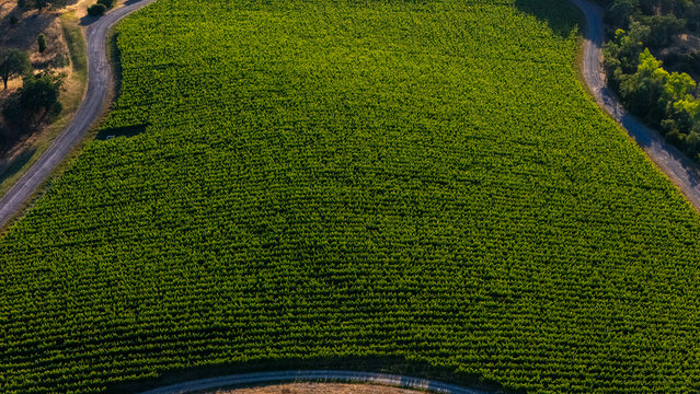 Napa, United States - 25 May 2026: Aerial view of lush green vineyard rows, curved dirt roads, and surrounding trees under bright sunlight.
