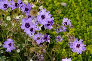 Fototapeta premium Purple Wildflowers in Bloom with Green Background