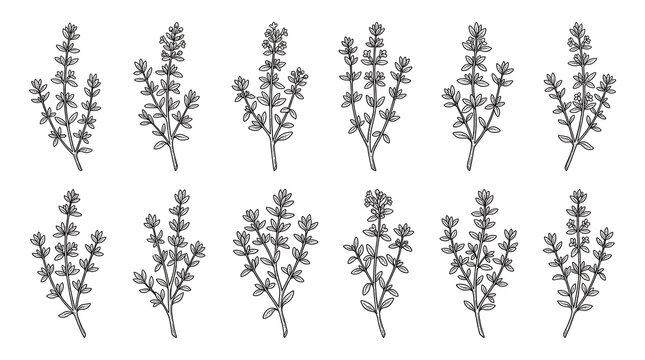Botanical Thyme Herb Collection Illustration