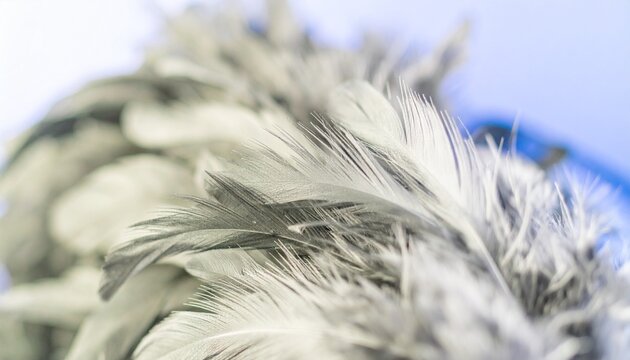 Macro shot of soft grey and white feathers