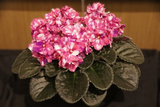 African violet K's Ayla Ann with stunning pink and white flowers above dark velvety scalloped leaves.