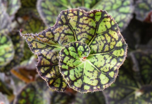 Begonia Froggy leaf featuring a spiral center with bright green and maroon mosaic patterning.