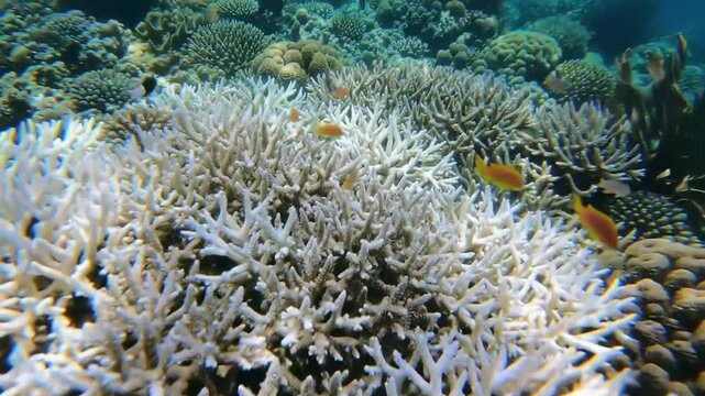 Indonesian Coral Bleaching Underwater