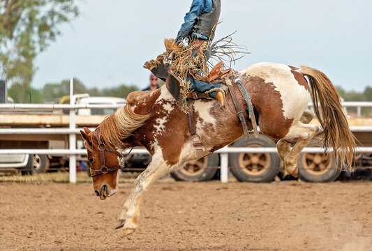 Cowboy On Bucking Bronco At Rodeo