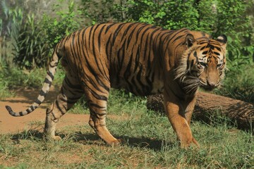 Fototapeta premium A sumatran tiger was seen wandering in the bushes during the day while observing the surroundings