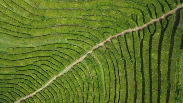 Drone view of the gorreana tea plantation on sao miguel island, the oldest tea factory in europe