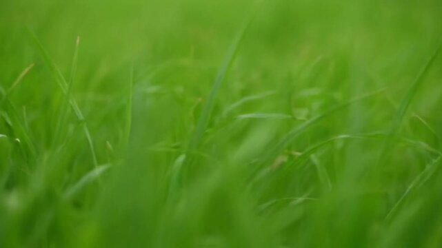 Close-up of a vibrant green grass field texture.