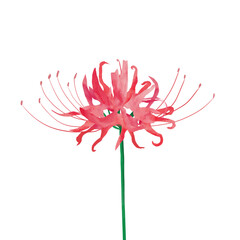 Fototapeta premium Red Spider Lily Isolated on White Background