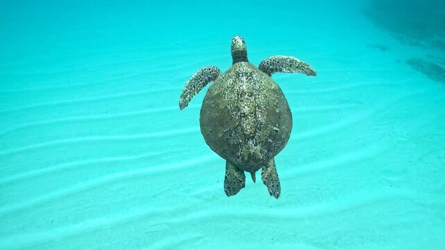 Slow motion video of green sea turtle over rippled sand seabed in clear turquoise water, Oahu, Hawaii, Pacific Ocean.