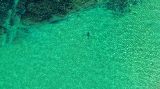 Drone aerial landscape of a shark animal species cruising along sandy clear seafloor near rocky ocean reef inlet within beach cove bay at Shoalhaven South Coast Australia marine wildlife and nature