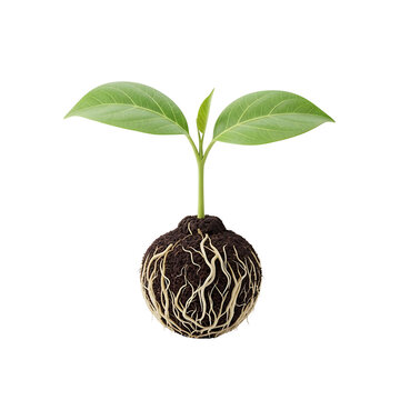Sprouting seedling with roots young plant growth.