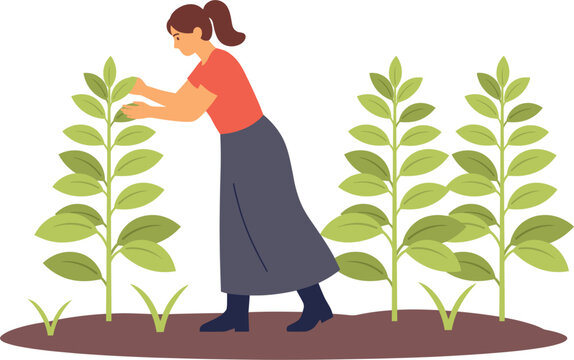 Woman farmer harvesting green tobacco leaves vector, female worker working in plantation field design template