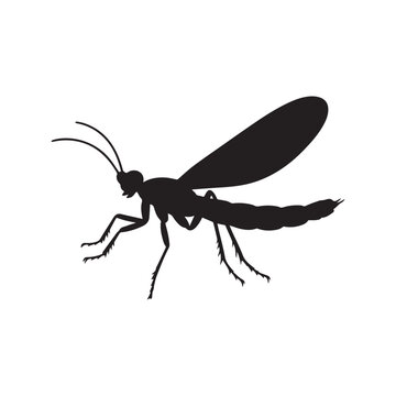 Black Silhouette Of A Damselfly Insect Isolated On Clear White Background.