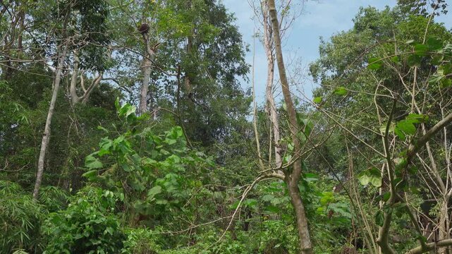 An adult dusky leaf monkey (Trachypithecus obscurus), also known as the spectacled langur, performs a powerful leap between tall trees in a dense Southeast Asian jungle. 