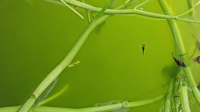 Small colorful guppies and mollies swimming around green aquatic plant stems in a pond or tank filled with green water