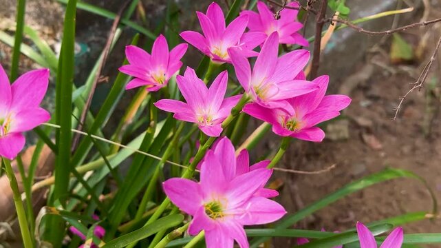 Beautiful pink rain lily flowers swaying gently in wind outdoors within garden setting during daylight hours.